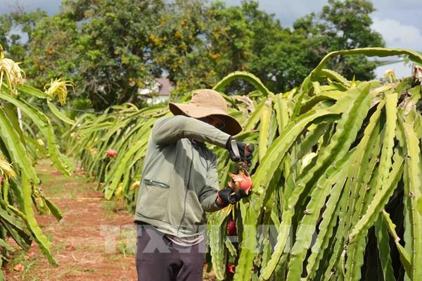 Đắk Lắk và TP Saint Petersburg (Nga) tìm hiểu cơ hội hợp tác đầu tư
