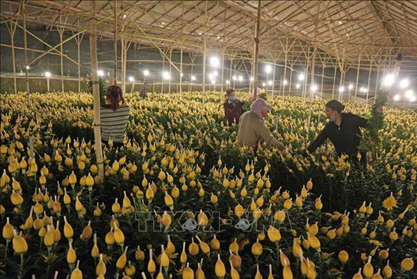 Trên 1.000 tỷ đồng khuyến khích doanh nghiệp đầu tư vào nông nghiệp, nông thôn