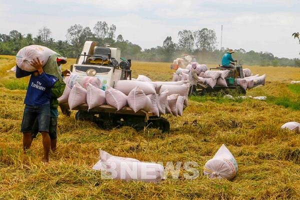 Giá lúa tươi ở Trà Vinh tăng mạnh