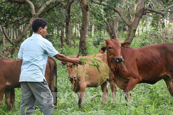 Người dân vùng biên thoát nghèo bền vững nhờ vốn tín dụng chính sách