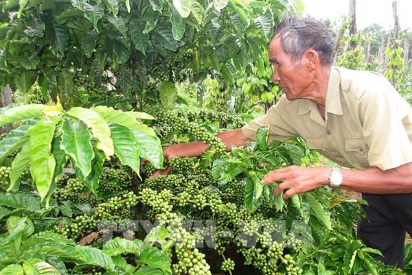 Cà phê Việt vào chuỗi thương hiệu  - Bài 2: Nhập cuộc của những "ông lớn"