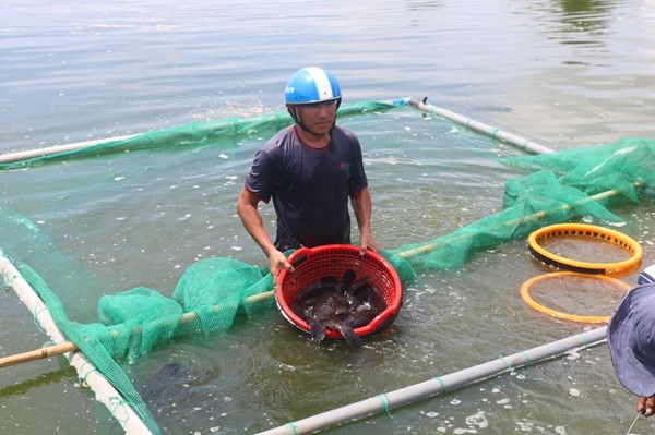 Hàng trăm tấn cá mú tồn đọng do không có đầu ra