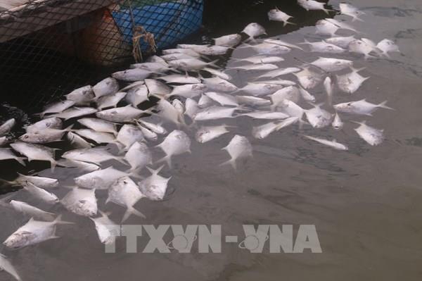 Cá nuôi lồng bè trên sông Chà Và chết hàng loạt