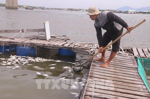 Cá nuôi lồng bè chết hàng loạt gây thiệt hại hơn 10 tỷ đồng