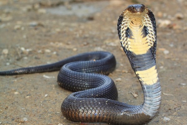 Đề phòng rắn độc cắn trong mùa mưa 