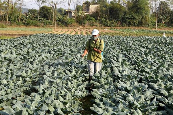 Nhiều mô hình giảm nghèo không hiệu quả, lãng phí nguồn lực đầu tư