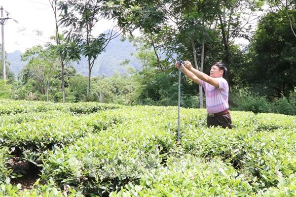 Huyện vùng cao Võ Nhai phát triển sản phẩm nông nghiệp chủ lực