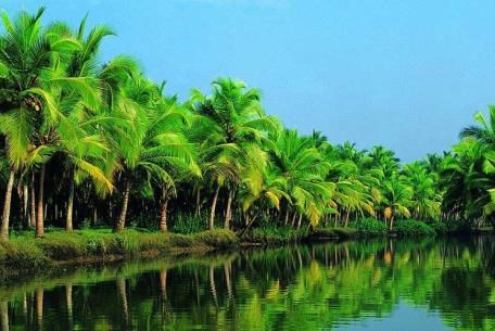 Xây dựng vùng nguyên liệu dừa hữu cơ đạt chuẩn quốc tế