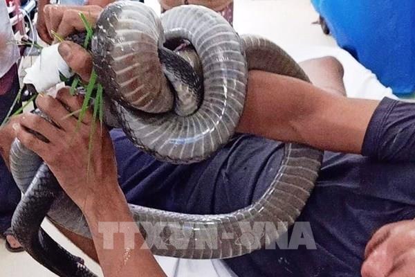 Một thanh niên nguy kịch do bị rắn hổ mang chúa cắn