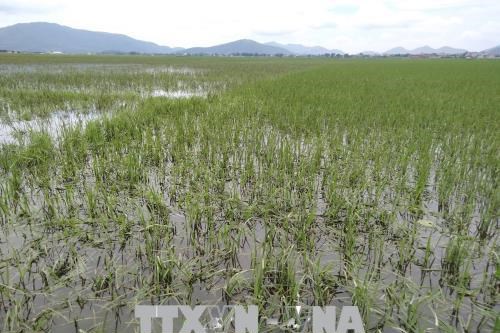 Mưa bão gây thiệt hại nhiều diện tích lúa và hoa màu tại Phú Thọ