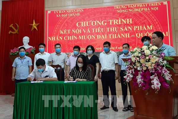 Nhãn chín muộn gặp khó đầu ra
