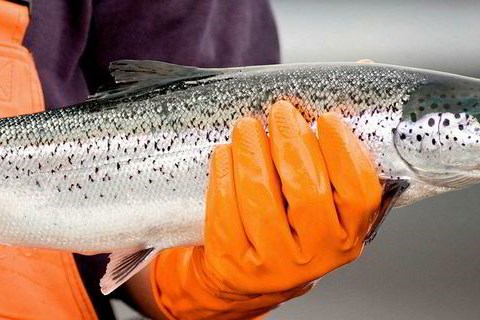 Chile áp mức phạt kỷ lục với công ty sản xuất cá hồi Na Uy