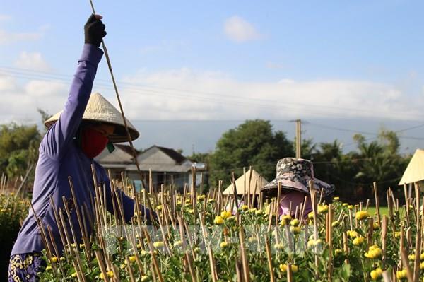 Hoa cúc Đà Lạt khan hiếm trong mùa COVID-19