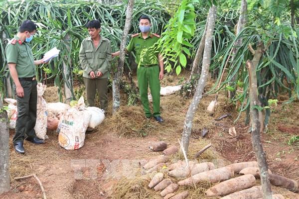 Bắt quả tang đối tượng vận chuyển và tàng trữ 500 kg thuốc nổ