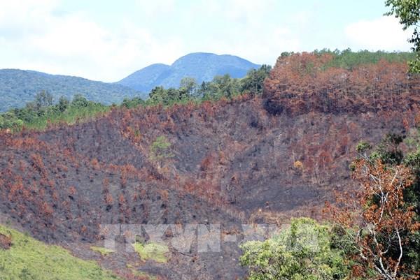 Kỷ luật khiển trách ba cán bộ liên quan vụ cháy rừng tại Kon Tum