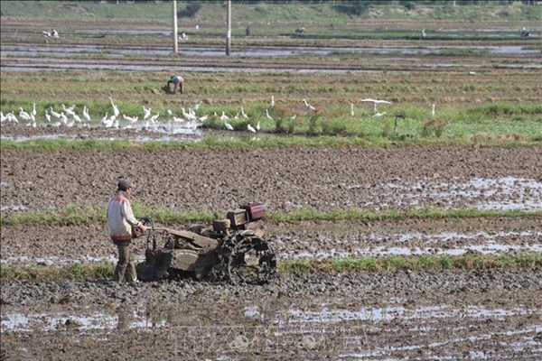 Nông dân đầu nguồn cho đất “nghỉ ngơi” mở đồng đón lũ