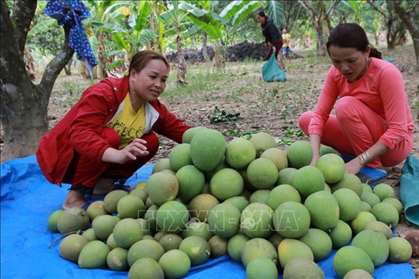 Bưởi thanh trà rớt giá