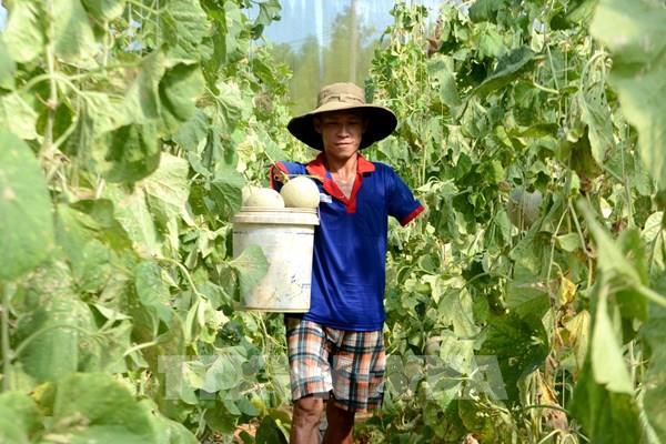 HAGL Agrico chuyển nhượng cổ phần thuộc sở hữu tại 3 công ty con