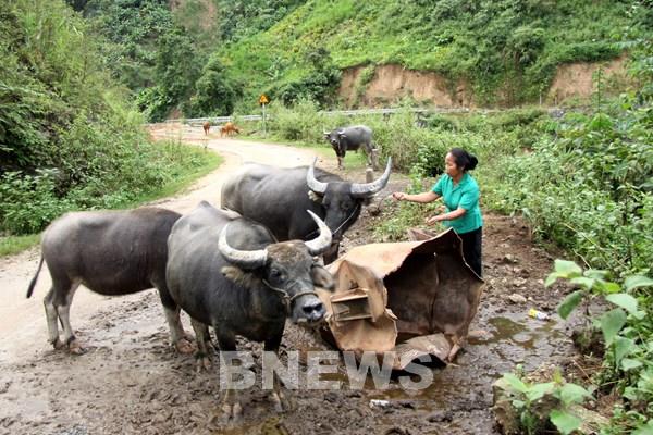 Đòn bẩy giúp đồng vùng biên thoát nghèo - Bài 1:  Xóa nghèo ở vùng có nhiều “không”