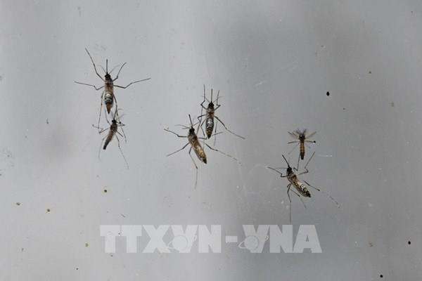 WHO cảnh báo nguy cơ đại dịch từ các mầm bệnh do côn trùng gây ra