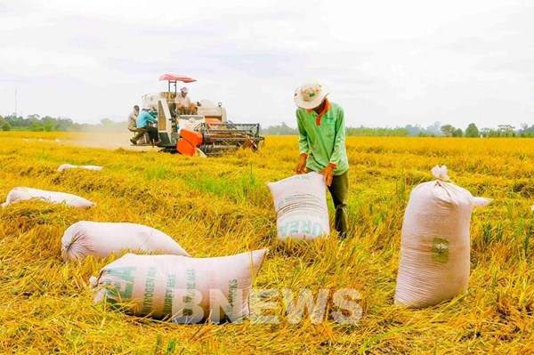 Lúa Đông Xuân tại Hậu Giang bán được giá cao
