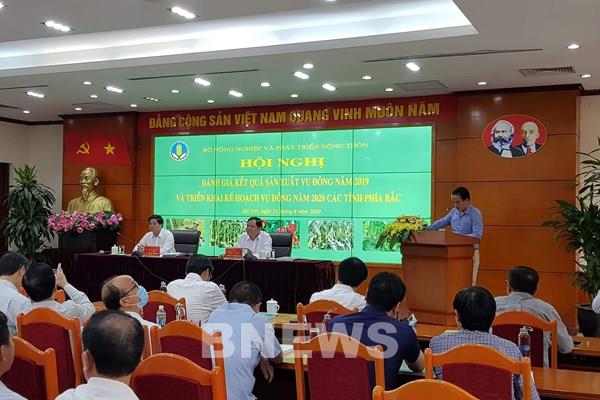 VỤ Đông 2020: Ưu tiên phát triển ngô sinh khối