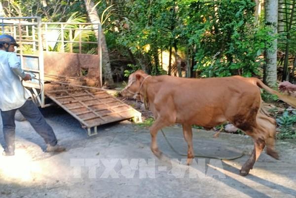 Nuôi bò giúp nông dân vùng hạn tăng thu nhập
