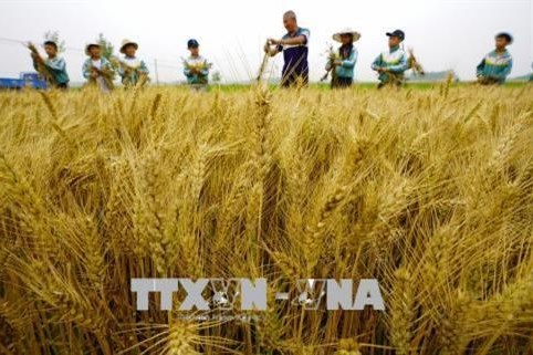 Chỉ số giá lương thực thế giới tăng tháng thứ tư liên tiếp