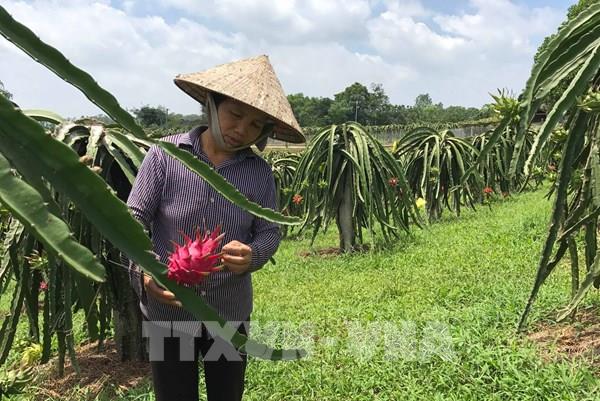 Vị ngọt thanh long ruột đỏ trên đất gò đồi