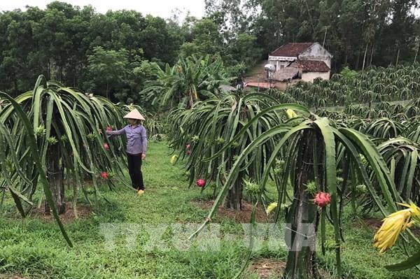 Nông sản Việt ra thị trường thế giới: Gia tăng hàng rào phi thuế quan