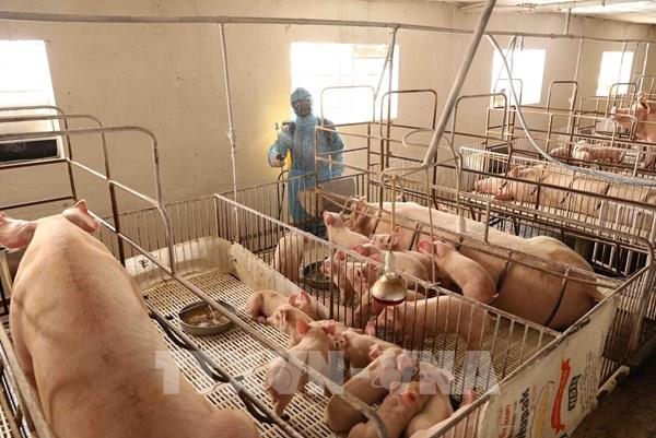 Nhật Bản: Xuất khẩu thịt lợn sẽ gặp khó khi dịch tả lợn xuất hiện trở lại 