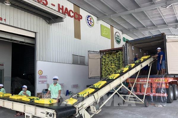 Thị trường nông sản tuần qua: Giá lúa ổn định