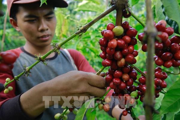 Vinacafe Biên Hoà tạm ứng cổ tức tỷ lệ 250%