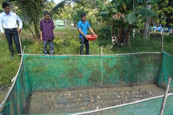 Nuôi ếch xen cá cho hiệu quả cao