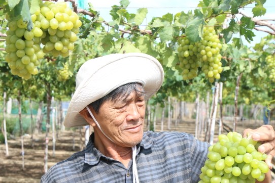 Mô hình liên kết sản xuất nho theo chuỗi giá trị cho hiệu quả cao 