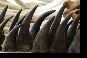 Khởi tố bị can trong đường dây mua bán trái phép sừng tê giác lớn nhất từ trước đến nay