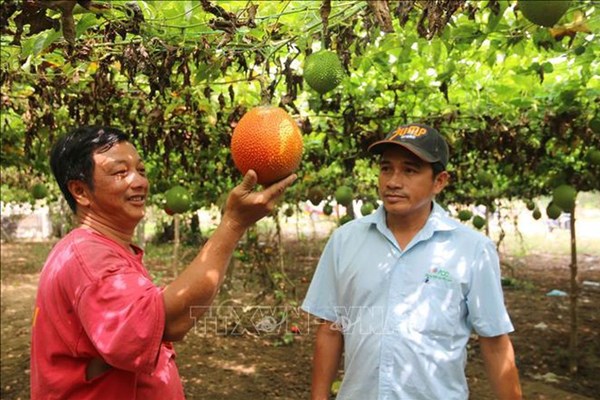 Trồng gấc cho thu nhập trên 250 triệu đồng/ha mỗi năm