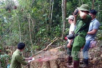 Thanh tra toàn diện các dự án rừng ở huyện Bảo Lâm (Lâm Đồng)