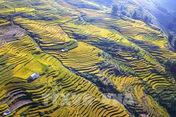 Dải lụa vàng nơi đại ngàn Y Tý