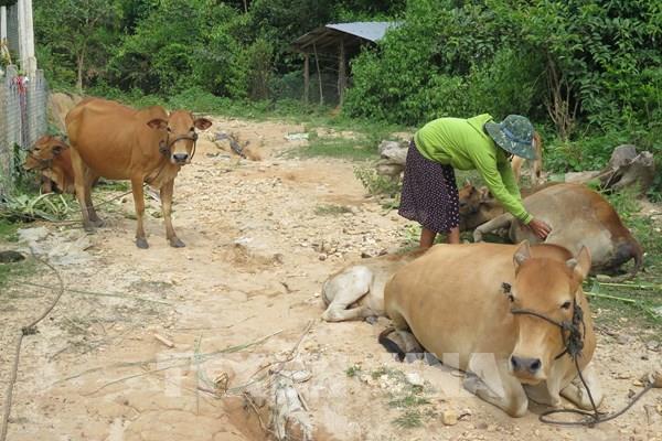 Vốn tín dụng chính sách góp phần giảm nghèo ở Kon Tum