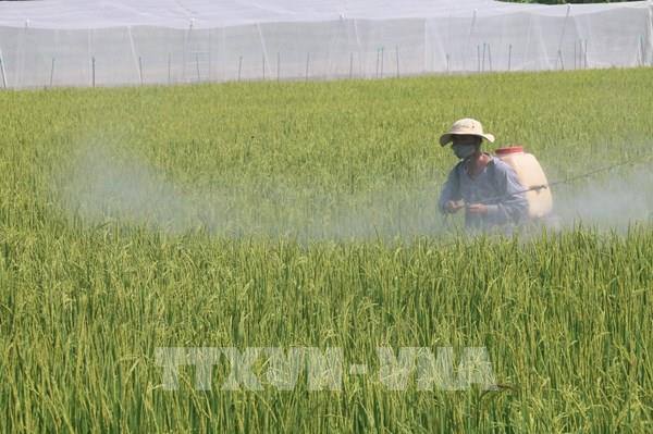 Chứng nhận đăng ký nhãn hiệu “Lúa sinh thái Cà Mau”