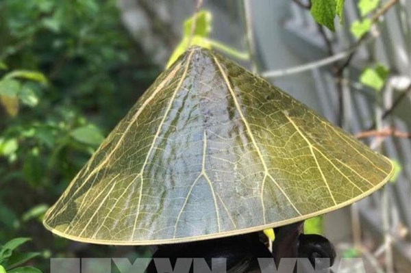 Nghệ thuật bất tận từ sen của chàng họa sỹ trẻ xứ Huế