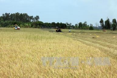 Chuyển mục đích sử dụng đất tại 2 tỉnh Vĩnh Long và Kiên Giang