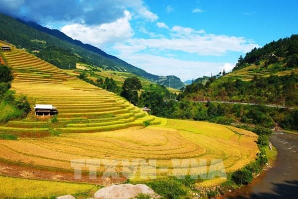 Rực rỡ mùa vàng nơi rẻo cao Mù Cang Chải