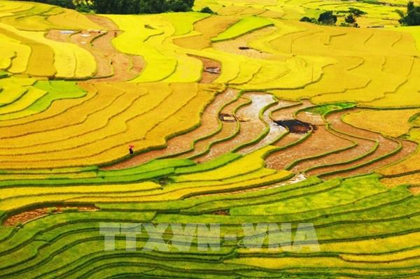 Trải nghiệm mới lạ từ dịch vụ bay trên mùa "vàng" Mù Cang Chải