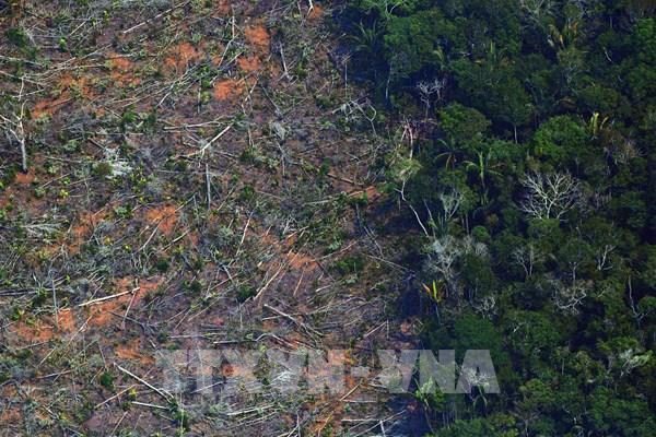 Vùng đất ngập nước lớn nhất thế giới Pantanal tiếp tục “kêu cứu”