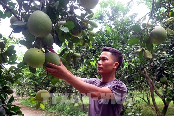 Bưởi Diễn trên đất Tràng Xá cho thu nhập cao