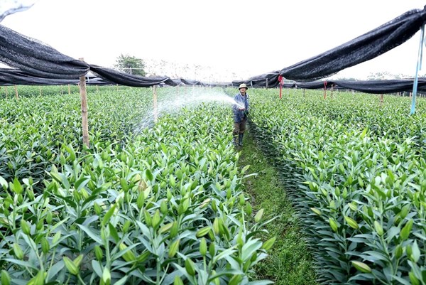 Ứng dụng công nghệ cao trong sản xuất nông sản chất lượng