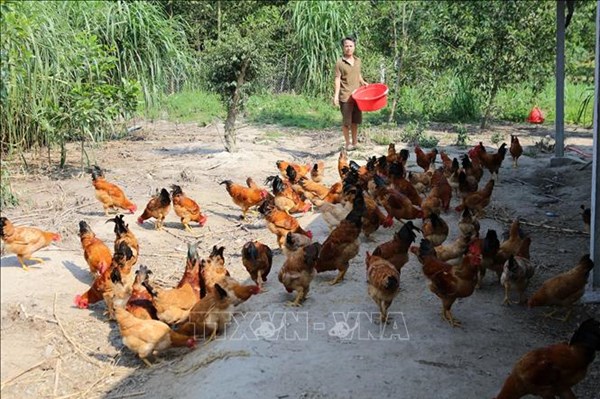 Hiệu quả từ sáng kiến chăn nuôi cho người nghèo