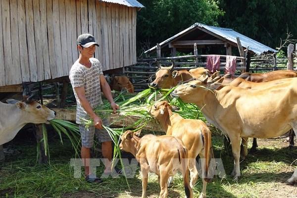 Hỗ trợ đồng bào dân tộc thiểu số thoát nghèo